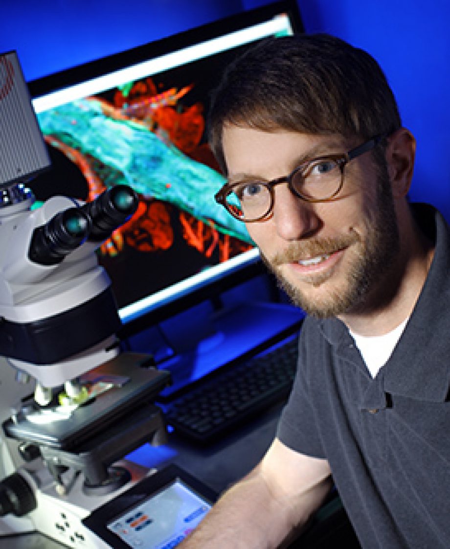 Getting to the Heart of Fruit Fly Research